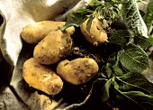 Potatoes Fresh from the Ground