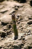 Green asparagus spear peeping through the soil