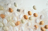 Still Life of Assorted Eggs on Feathers