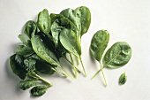Freshly washed spinach leaves