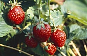 Several Strawberries on a Strawberry Plant
