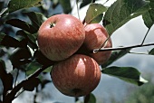 Three Apples Growing on a Branch