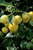 Several Lemons Growing on a Tree