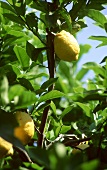 Lemons in a Lemon Tree
