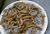 Several Fresh Shrimp on Ice