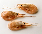 Drei Shrimps (Tiefseegarnelen)