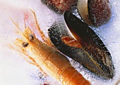 Shrimp and Blue Mussel in Ice