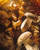 Verschiedene Pilze auf Waldboden mit Laub