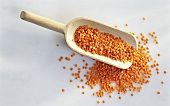 Red Lentils Spilling From a Wooden Scoop