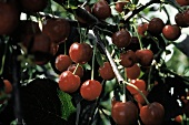 Ripe Red Cherries in a Tree