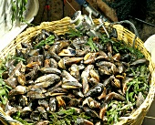 A Basket Full of Blue Mussels; Seaweed