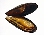 One Opened Blue Mussel