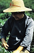 Picking Tea Leaves in China
