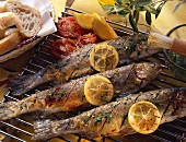 Grilled herbed trout