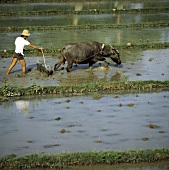 Reisanbau: Mann mit Ochse zieht Pflug übers Feld (Kambodscha)