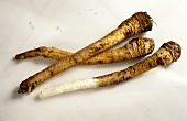 Three Horseradish Roots