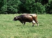 A Milking Cow in a Pasture