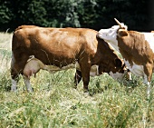 TwoMilking Cows in a Pasture; Sunny