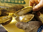 An Oyster Knife Opening an Oyster