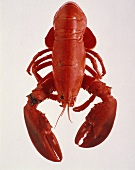 A Boiled Lobster