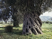 A Old Olive Tree in Greece