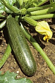 Zucchini Plant with Zucchini Blossom