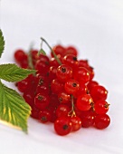Bunch of Fresh Red Currants