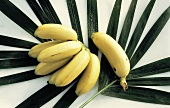 Baby Bananas on Banana Leaves