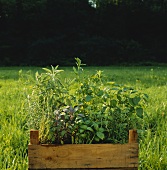 Assorted Herbs in a Box Outdoors on Grass