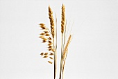 Assorted Grain Ears; Oat Rye and Wheat