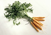 Bundle of Fresh Carrots
