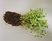 Fresh Thyme with Roots and Dirt