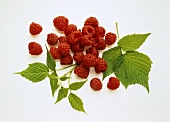 A few raspberries and raspberry leaves