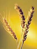 Three Ears of Wheat