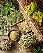 Still Life with Fresh and Dried Herbs
