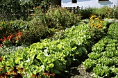 A Summer Vegetable and Flower Garden