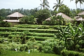 Reisterrassen in Bali