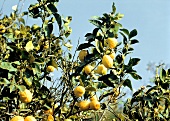 Lemons Growing in a Tree