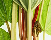 Rhubarb stalks and leaves