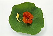 Nasturtium (leaf and flower)