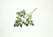 A sprig of chervil