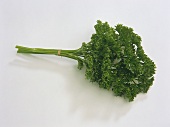 A bunch of parsley