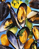 Mussels in cooking liquor (on blue background)