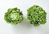 Two Heads of Lettuce