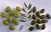Black and Green Olives with Olive Branch