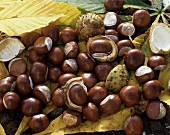 Many horse chestnuts and chestnut leaves