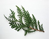 Branch of tree of life (Thuja occidentalis)