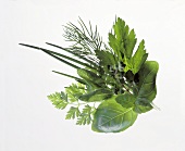 Bouquet of Herbs