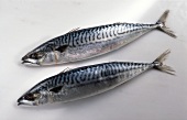 Two mackerel