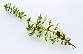 Sprig of thyme against white background